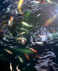 Wellington Osawano Japanese Gardens - New Castle Tourism 2