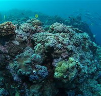 Manta Ray Drop Off Dive Site