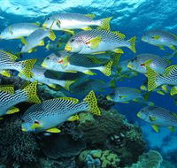 Challenger Bay Dive Site - Newcastle Accommodation