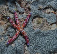 Clam Gardens Dive Site - Newcastle Accommodation