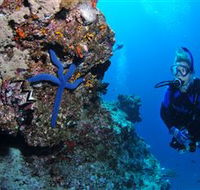Lighthouse Bommie Dive Site - Newcastle Accommodation