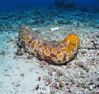 Two Towers Dive Site - Newcastle Accommodation