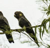 Conimbla National Park - New Castle Tourism