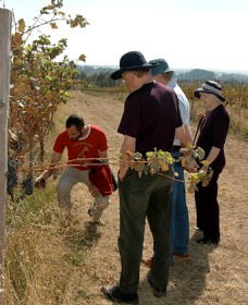 Rosnay Organic Farm And Vineyard - New Castle Tourism 2