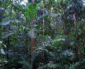 Kutini-Payamu (Iron Range) National Park (CYPAL) - Newcastle Accommodation 2