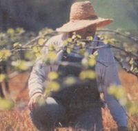 Canobolas Smith Winery - New Castle Tourism