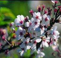 Sakura Avenue - New Castle Tourism