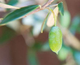 The Olive Shop - Milawa - New Castle Tourism 1