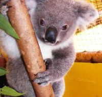 Cooberrie Park Wildlife Sanctuary - New Castle Tourism