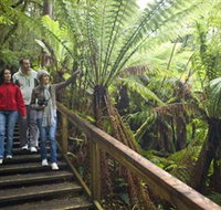 Otway Fly Treetop Adventures - Newcastle Accommodation