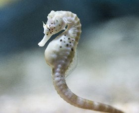 SEA LIFE Melbourne Aquarium - Newcastle Accommodation 0