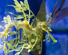 SEA LIFE Melbourne Aquarium - Newcastle Accommodation 1