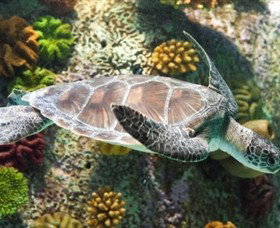 SEA LIFE Melbourne Aquarium - Newcastle Accommodation 5