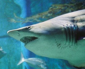 SEA LIFE Melbourne Aquarium - Newcastle Accommodation 8