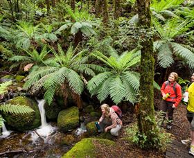 Baw Baw National Park - New Castle Tourism 0