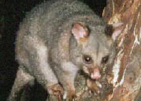 Moondarra VIC Newcastle Accommodation