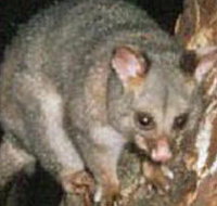 Moondarra State Park