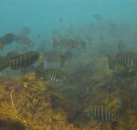Bunurong Marine and Coastal Park - New Castle Tourism