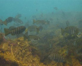 Bunurong Marine And Coastal Park - Newcastle Accommodation 0