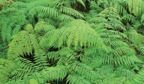 Boonoo Boonoo National Park - New Castle Tourism 1