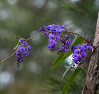 Mann River Nature Reserve