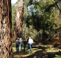 Tallaganda National Park - Newcastle Accommodation