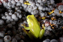 Normanby Wines - Newcastle Accommodation 2