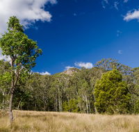 Brush Turkey track - Newcastle Accommodation