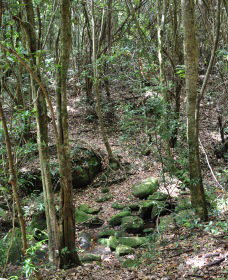 State Forests Of The Watagan Mountains - Newcastle Accommodation 2