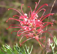 Wirrimbirra Sanctuary