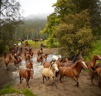 Glenworth Valley Horse Riding - New Castle Tourism