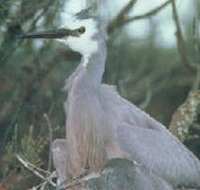 Jack Smith Lake State Game Reserve - Newcastle Accommodation