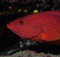 Maori Wrasse Bommie Dive Site - New Castle Tourism
