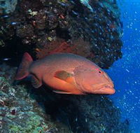 Anchor Bommie Dive Site - New Castle Tourism