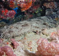 Lighthouse Bommies Dive Site - New Castle Tourism