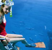 Roy Rufus Artificial Reef Dive Site - New Castle Tourism