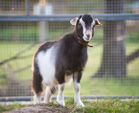 Amazement Farm And Fun Park / Cafe And Farmstay Accommodation - Newcastle Accommodation 3