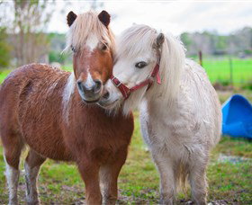 Amazement Farm And Fun Park / Cafe And Farmstay Accommodation - Newcastle Accommodation 5