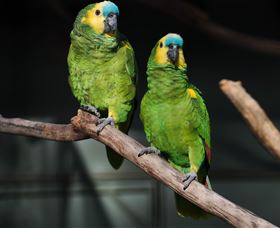 Amazement Farm And Fun Park / Cafe And Farmstay Accommodation - Newcastle Accommodation 7