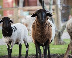 Amazement Farm And Fun Park / Cafe And Farmstay Accommodation - Newcastle Accommodation 4