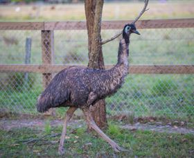 Amazement Farm And Fun Park / Cafe And Farmstay Accommodation - Newcastle Accommodation 6