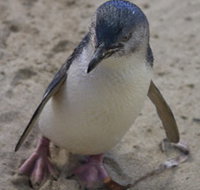 Penguin Island Boardwalks and Walk Trail - New Castle Tourism