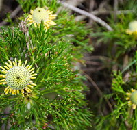 Illawarra lookout walking track