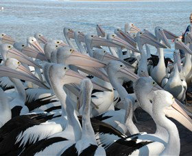 Pelican Feeding - Newcastle Accommodation 2