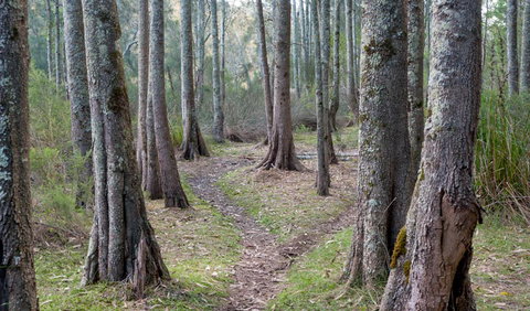 Anabranch Loop Track - Newcastle Accommodation 1