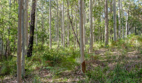 Anabranch Loop Track - Newcastle Accommodation 2