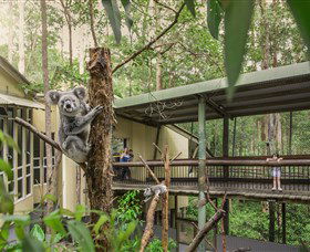 Daisy Hill Koala Centre - Newcastle Accommodation 0