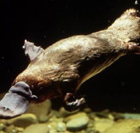 Platypus Pool - New Castle Tourism