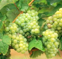 Red Tail Wines - New Castle Tourism