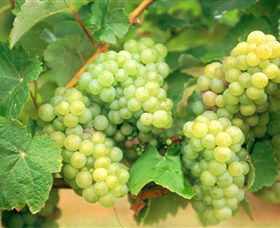 Red Tail Wines - New Castle Tourism 0